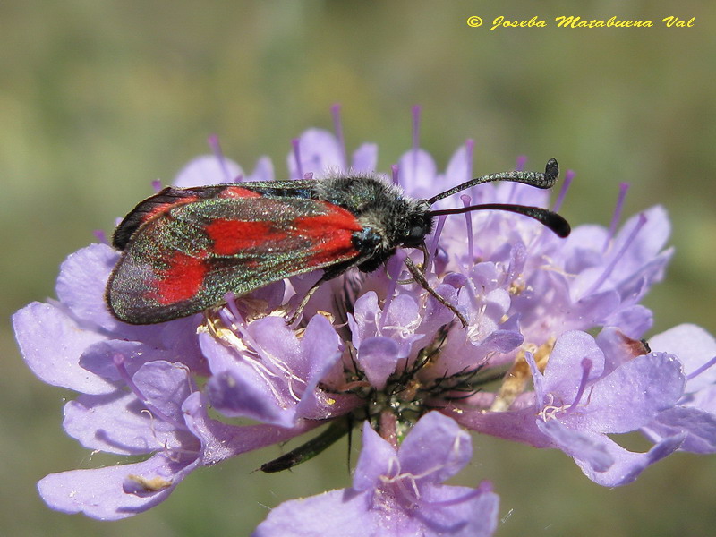 Zygaena sarpedon 110716